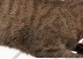 fur cat 0017
